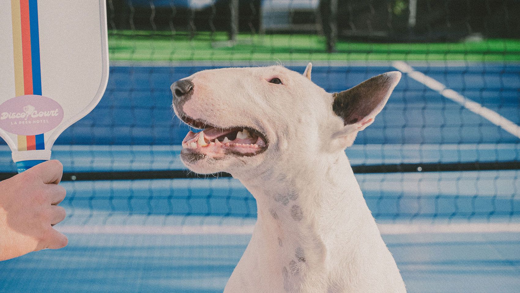 dog in pickleball court