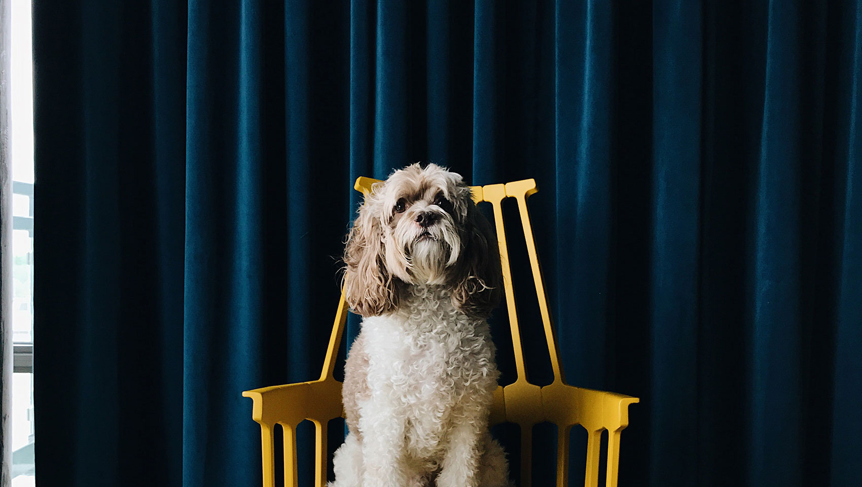 Dog in chair