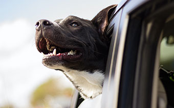 Dog in Car